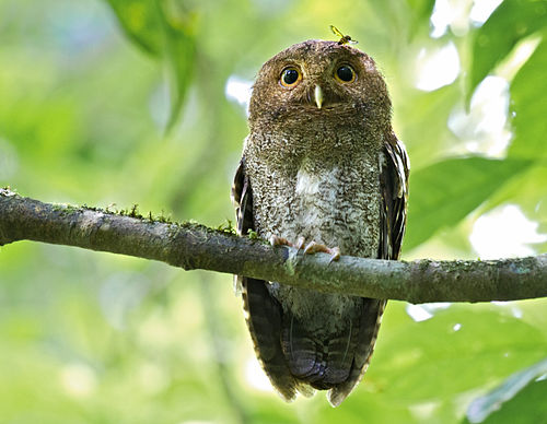 Middle American screech owl